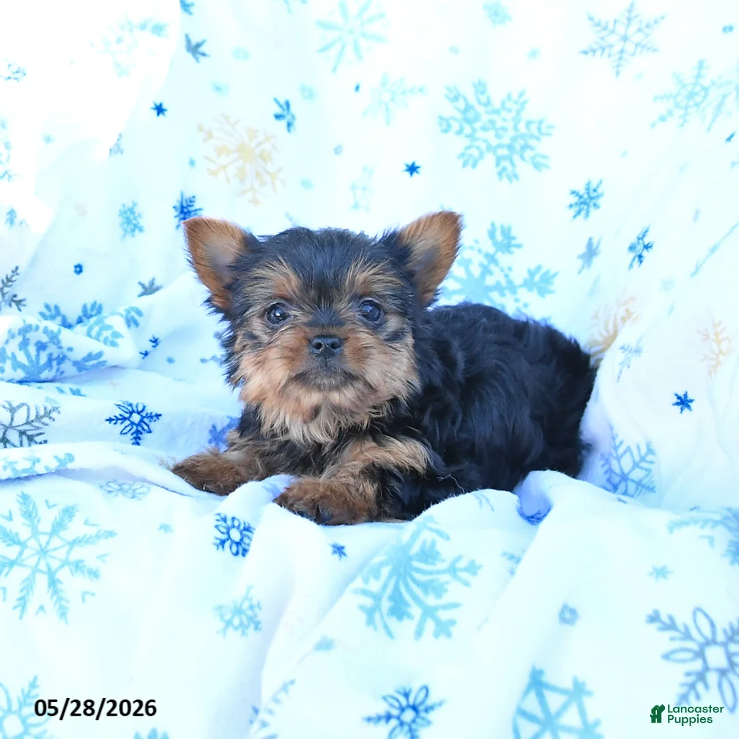Yorkshire Terrier dogs for sale: Teddy - Ad 2