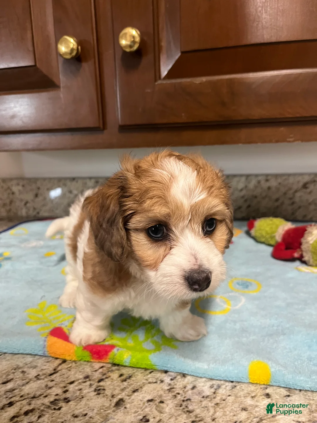 Mixed Breed dogs for sale: Colton - Ad 2