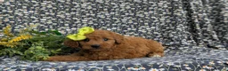 Cavapoo dogs for sale: Aimee - Ad 5