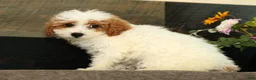 Miniature Poodle dogs for sale: Laney - Ad 5