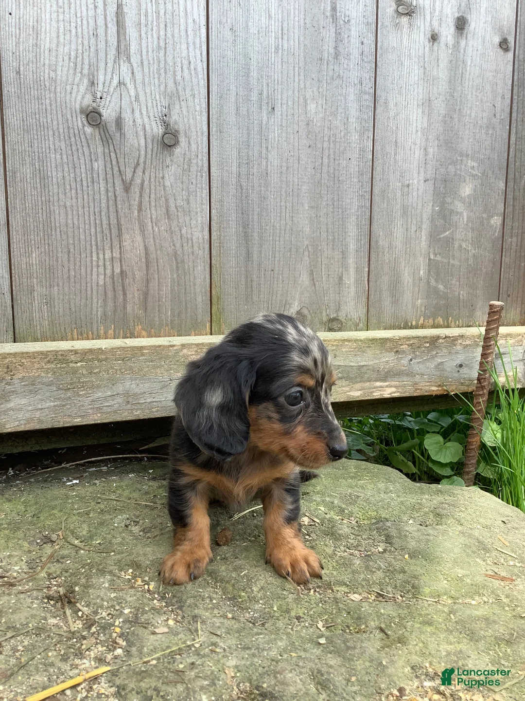 Dachshund dogs for sale: Simba - Ad 2