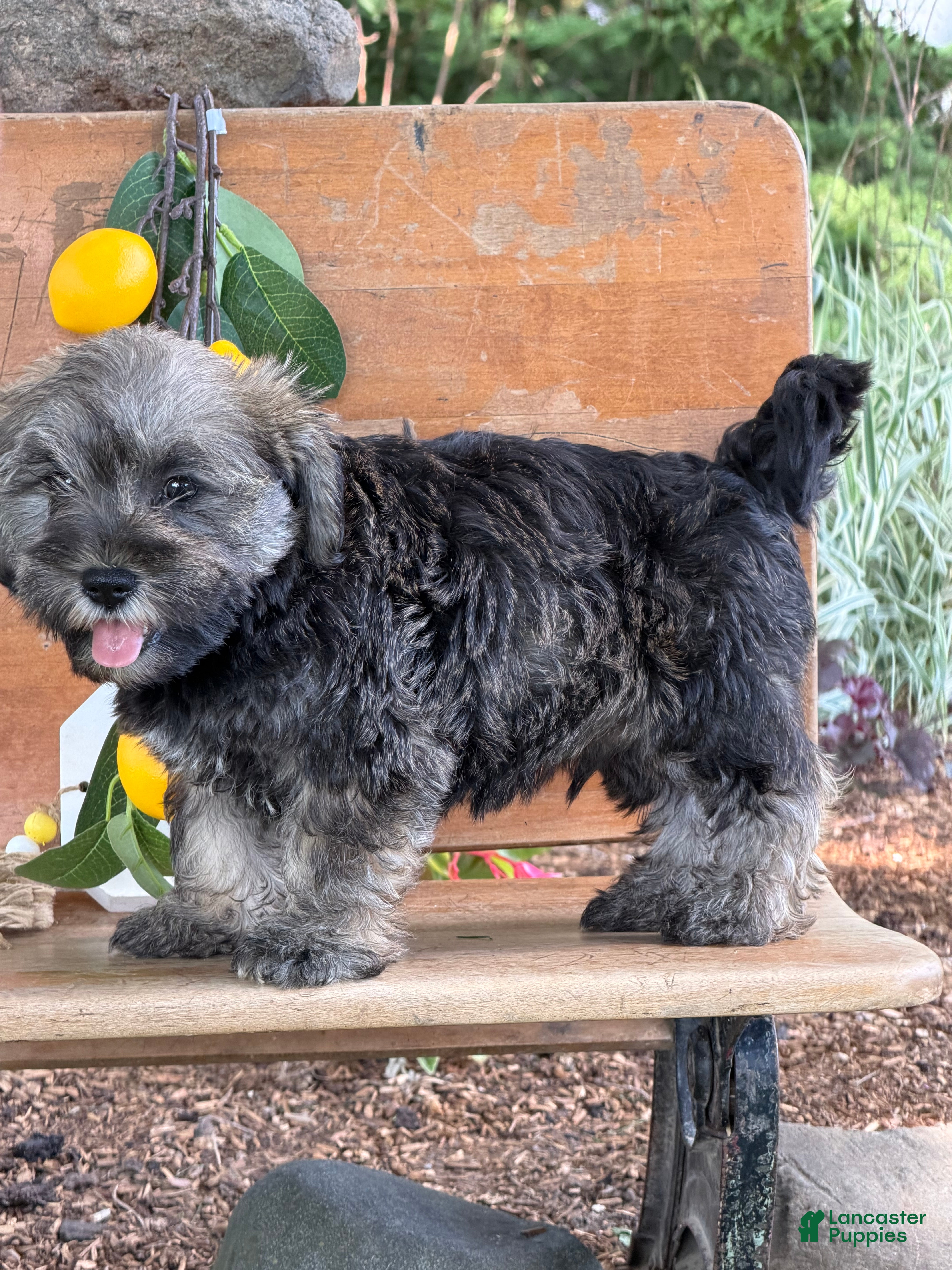Mixed Breed dogs Jeremy  - Ad 2
