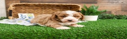 Mini Goldendoodle dogs for sale: Rigatoni - Ad 4