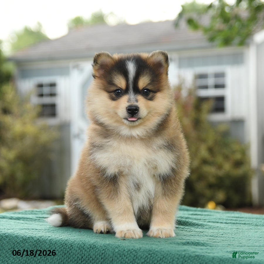 Pomsky dogs Koda - Ad 2