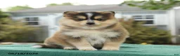 Pomsky dogs for sale: Koda - Ad 2