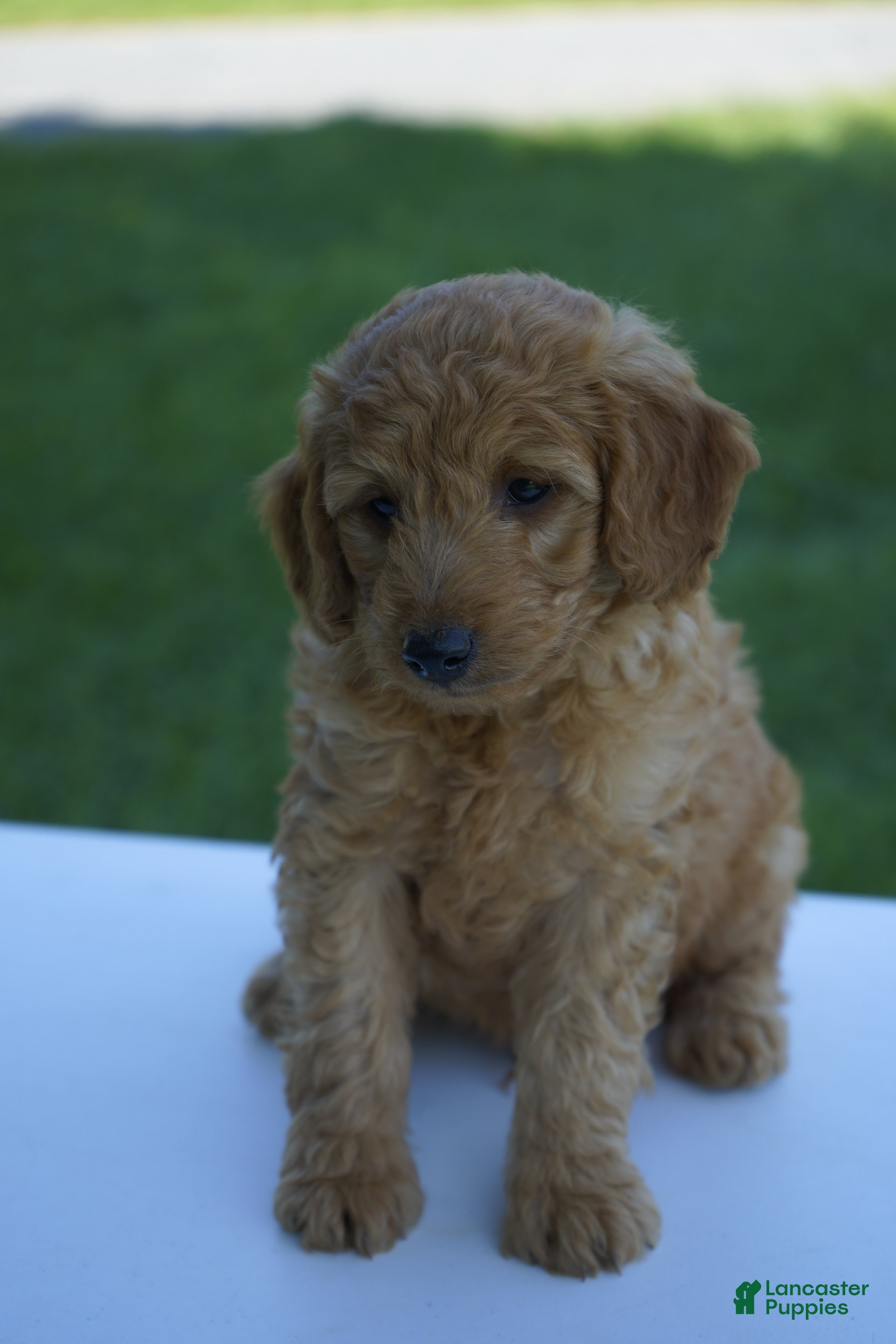 Mini Goldendoodle dogs Charlie-F1b - Ad 19