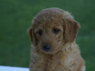 Mini Goldendoodle dogs Charlie-F1b - Ad 19