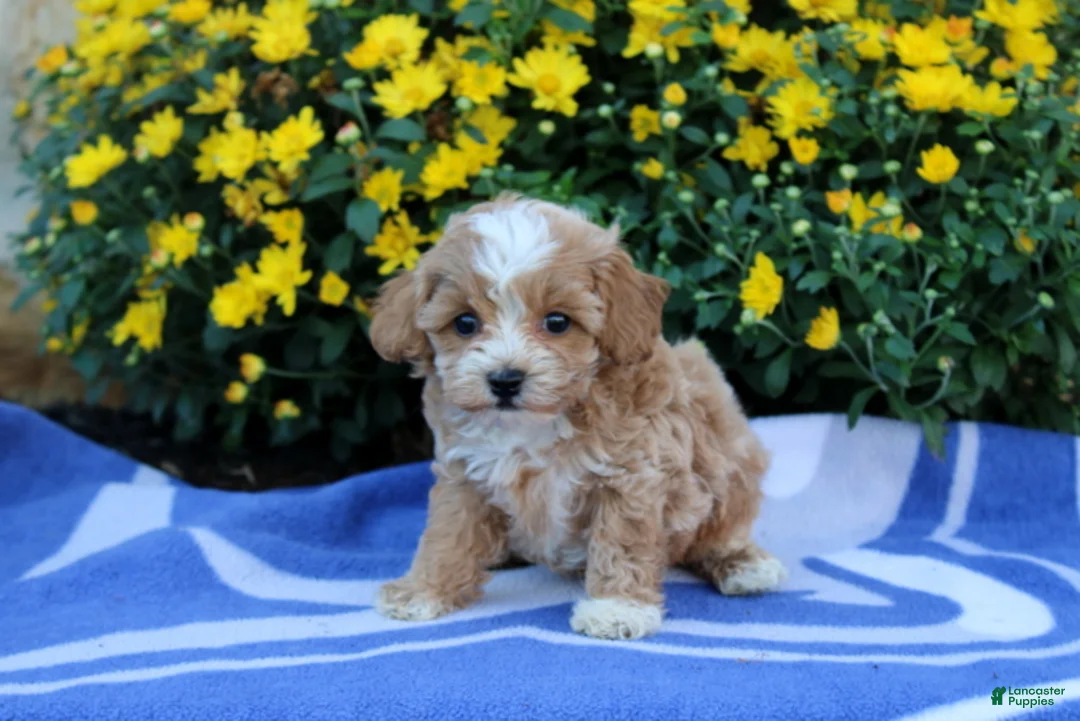 Pomeranian dogs for sale: Kyler - Ad 4