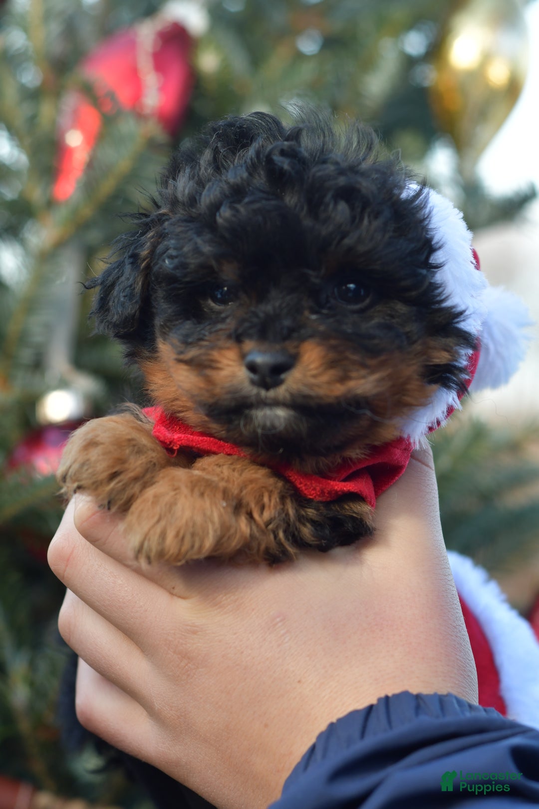 Mini Aussiedoodle dogs for sale: Grizzly - Ad 15