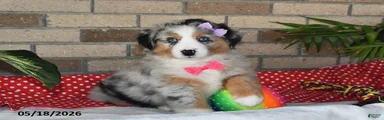 Mindy