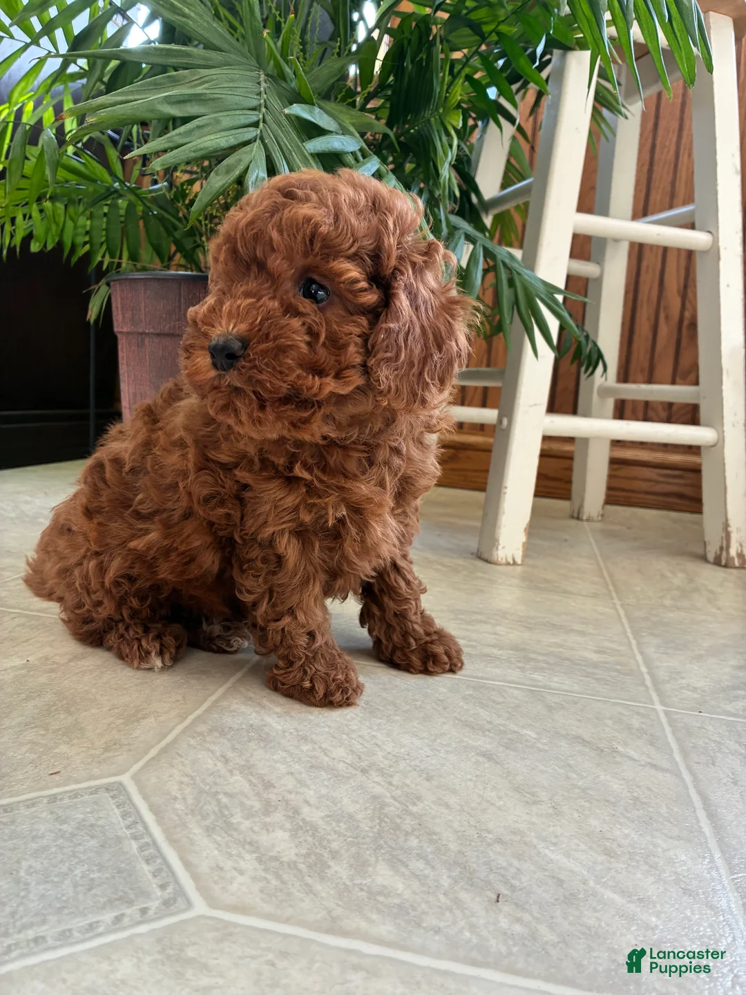 Mini Goldendoodle dogs for sale: Diamond - Ad 2