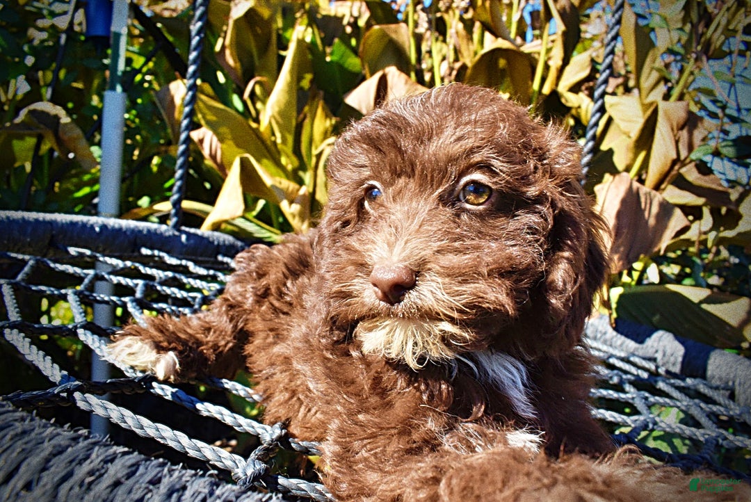 Havapoo dogs for sale: Gonzo  - Ad 2