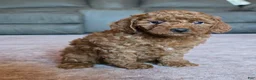 Miniature Poodle dogs for sale: Mini Lilly - Ad 7