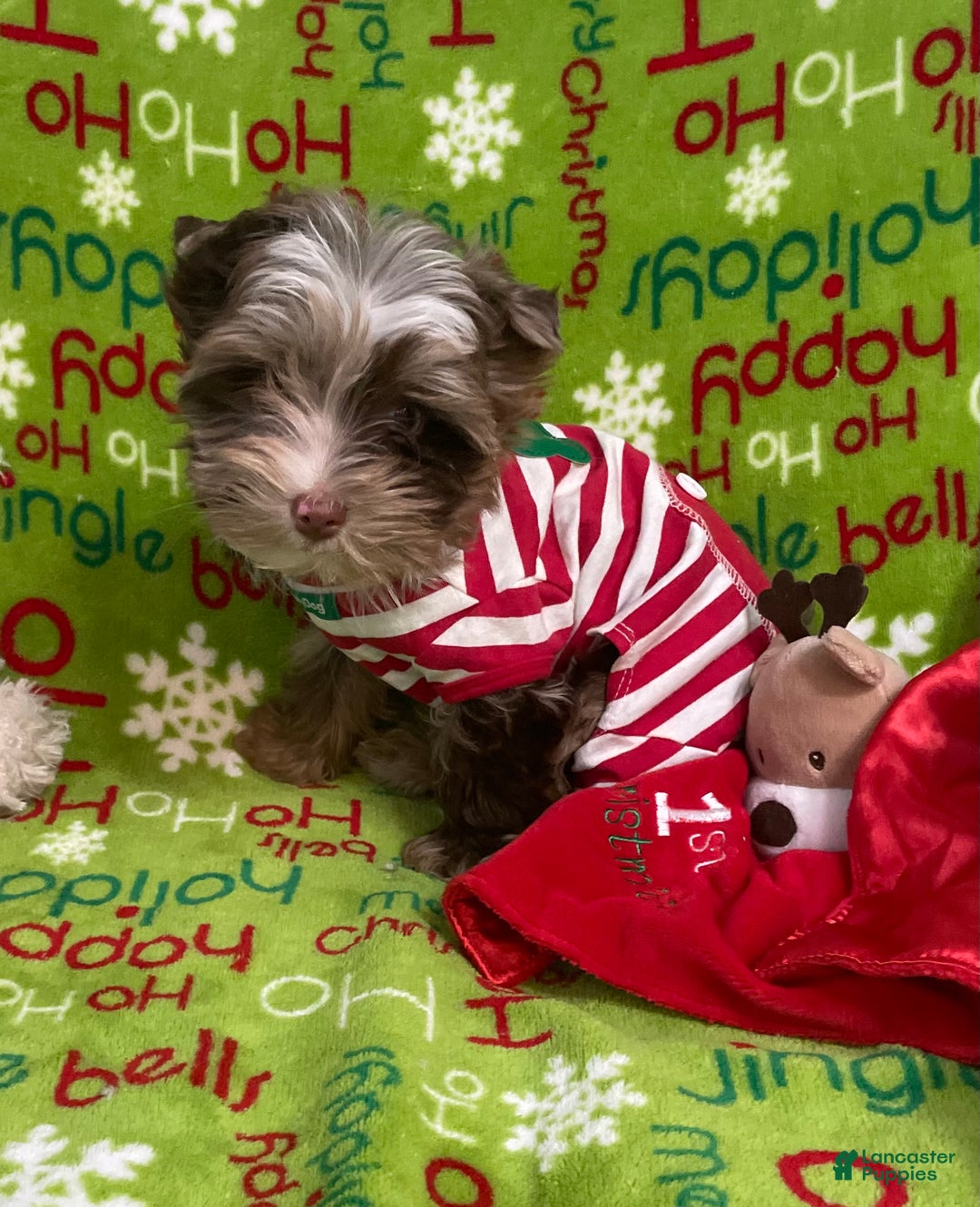 Yorkshire Terrier dogs for sale: Choc Merle Tommy  - Ad 5