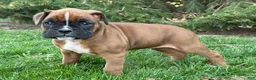 Boxer dogs for sale: Clover  - Ad 3