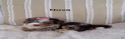 Mini Bernedoodle dogs for sale: Mini Bernedoodle 4 - Ad 5