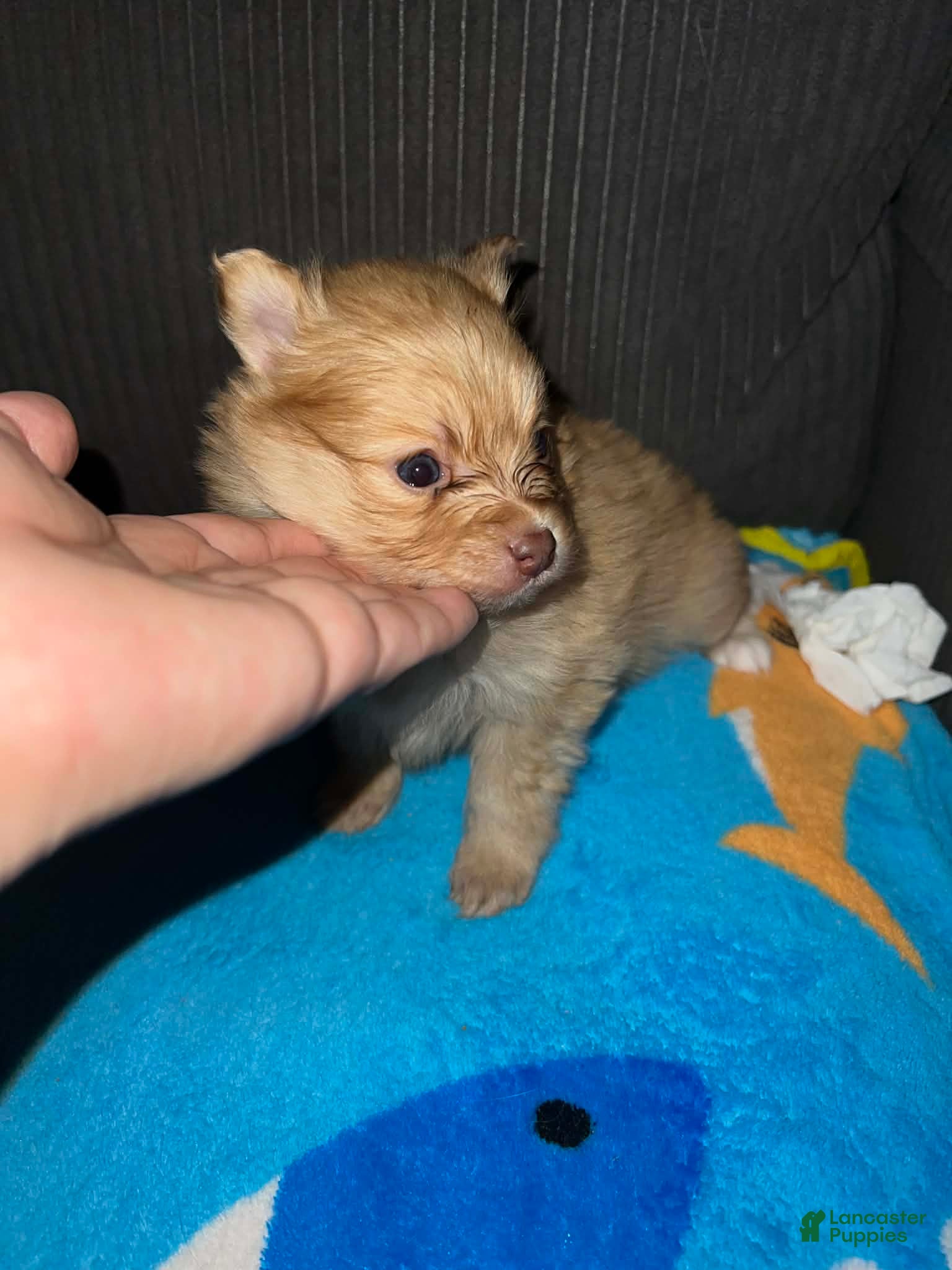 Pomeranian dogs Bear - Ad 2