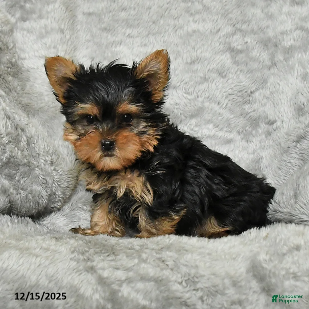Yorkshire Terrier dogs for sale: Freddy - Ad 2