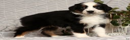 Miniature Australian Shepherd dogs for sale: Joy - Ad 5