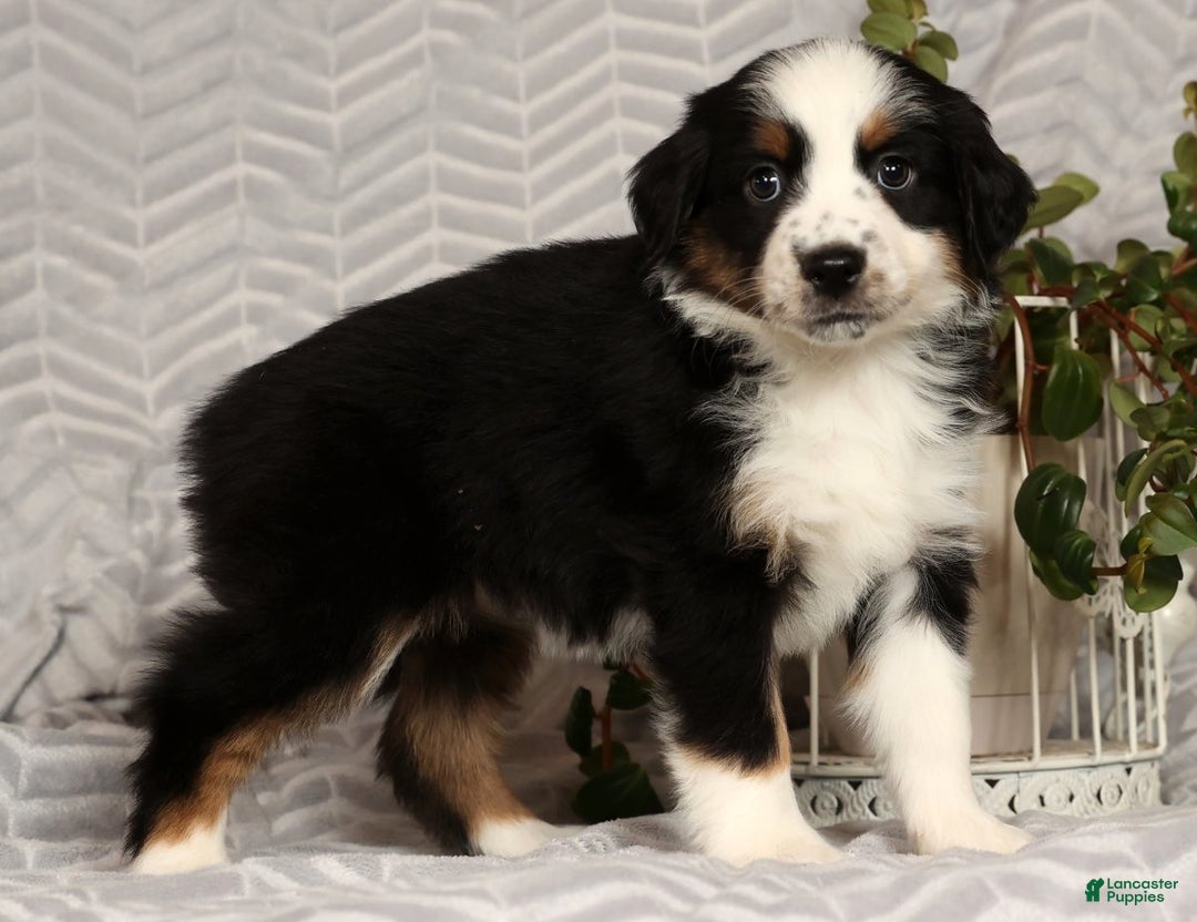 Miniature Australian Shepherd dogs for sale: Joy - Ad 5