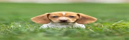 Miniature Dachshund dogs for sale: Missy Miniature Dachshund  - Ad 2