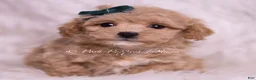 Maltipoo dogs for sale: Jett - Ad 2