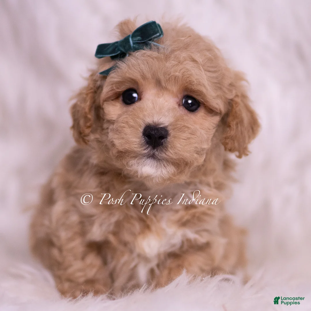Maltipoo dogs for sale: Jett - Ad 2