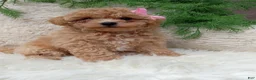 Bichpoo dogs for sale: Izzy - Ad 4