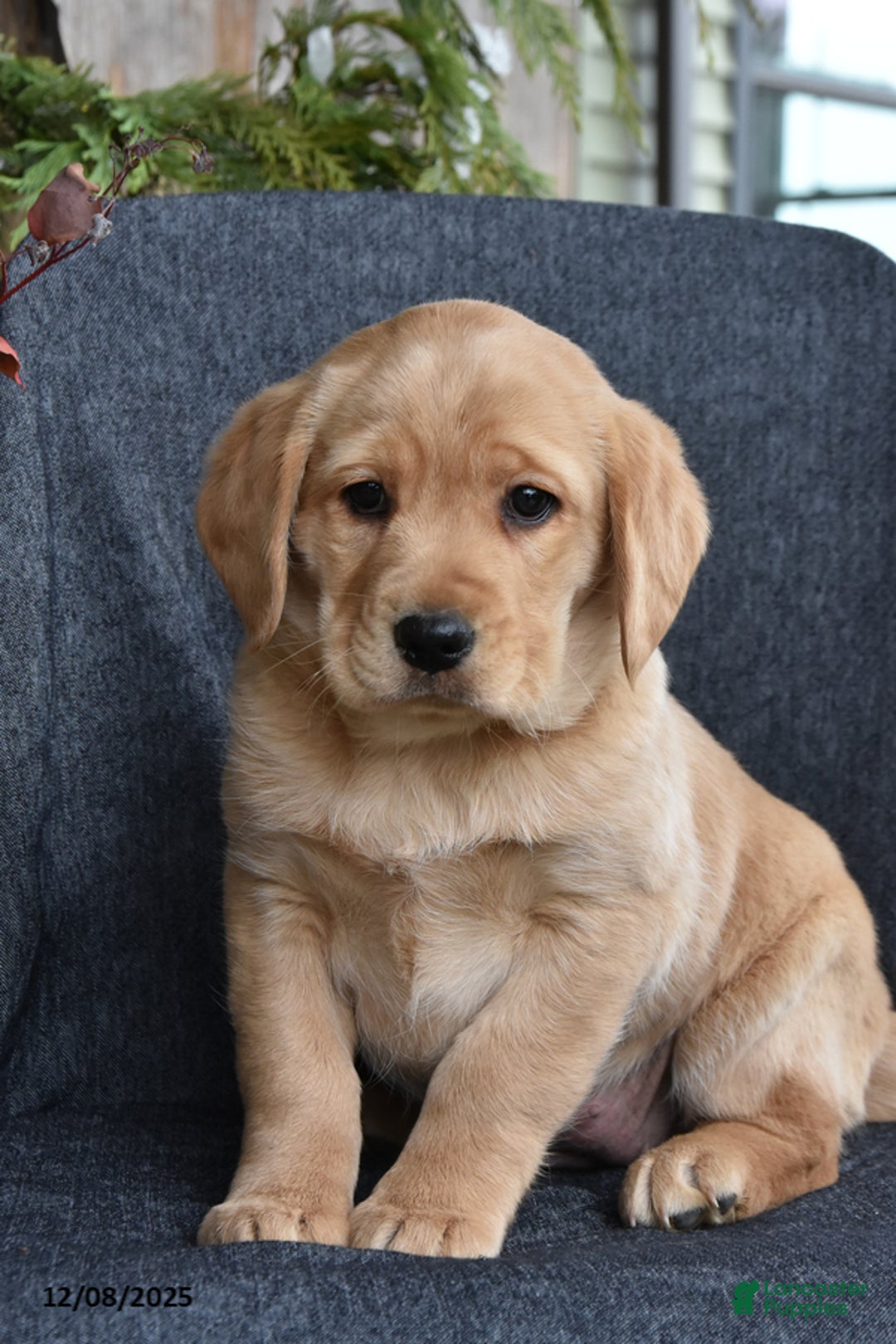 Mixed Breed dogs for sale: Jingles - Ad 1