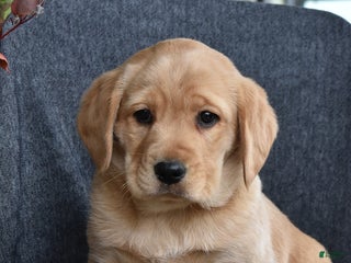 Mixed Breed dogs Jingles - Ad 13