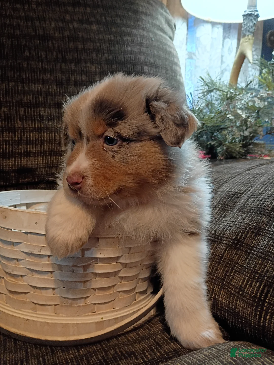 Australian Shepherd dogs for sale: Oscar - Ad 4