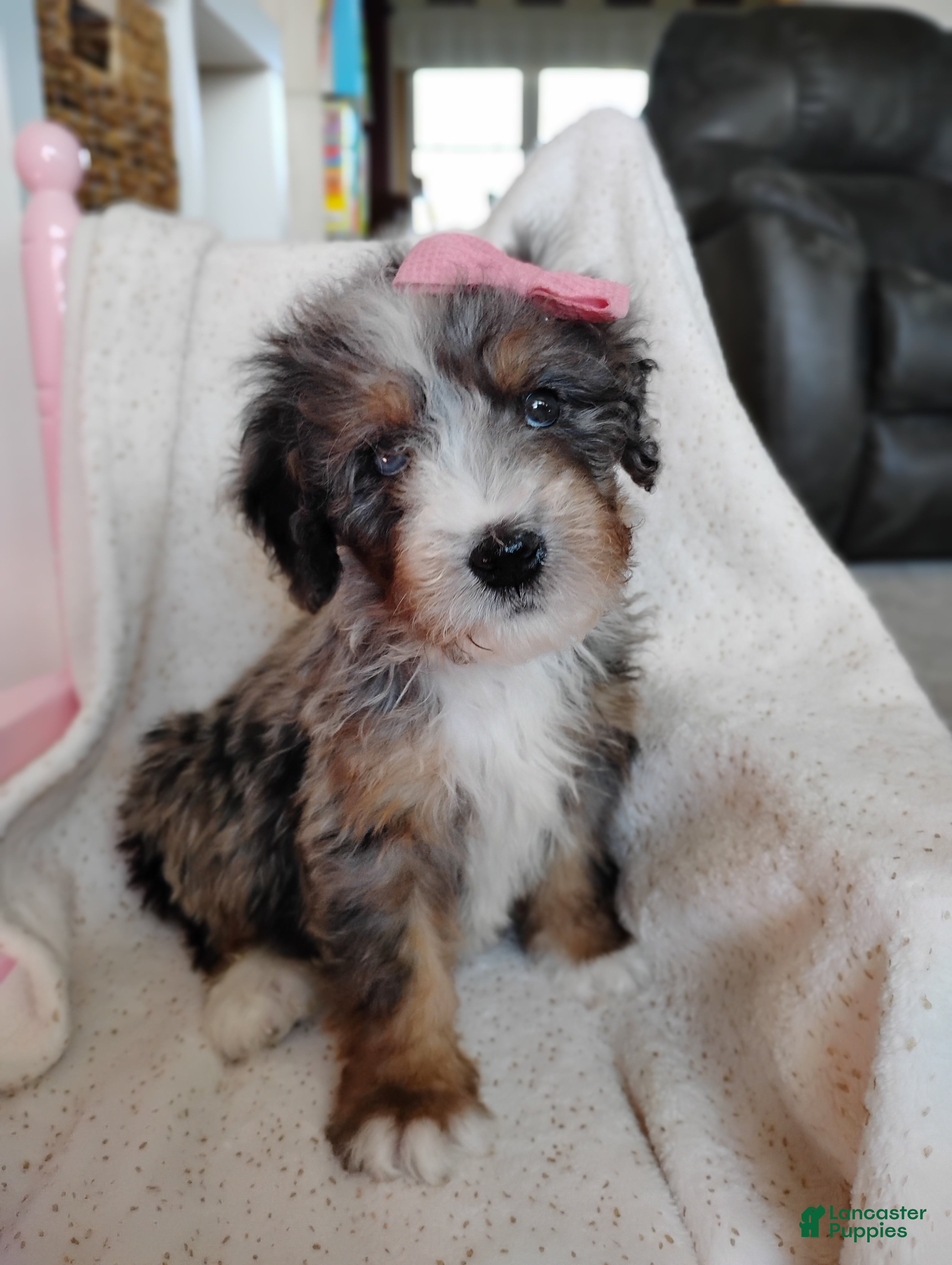 Mini Bernedoodle dogs Rosa - Ad 2