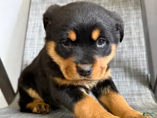 Rottweiler dogs Lucy - Ad 5