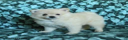 Pomeranian dogs for sale: Petunia - Ad 4