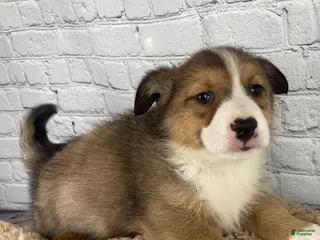 Mixed Breed dogs for sale: Duke - Ad 3