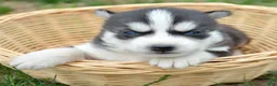 Siberian Husky dogs for sale: Hollie Siberian Husky F - Ad 1