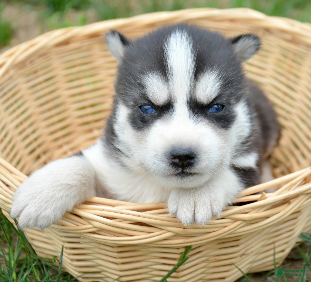 Siberian Husky dogs for sale: Hollie Siberian Husky F - Ad 1