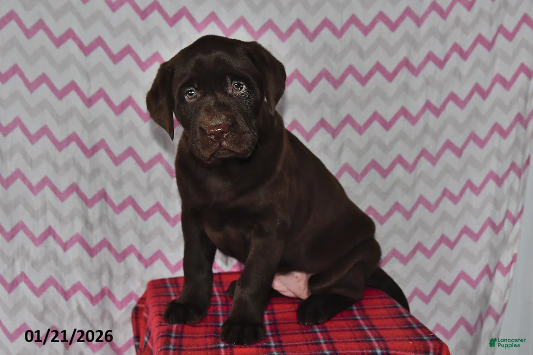Labrador Retriever dogs for sale: Chloe - Ad 3