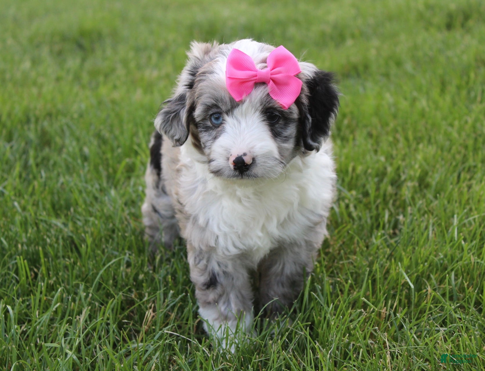 Mini Aussiedoodle dogs for sale: Jenna 🎀 - Ad 4