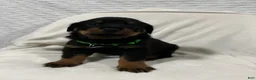 Rottweiler dogs for sale: rocky - Ad 2