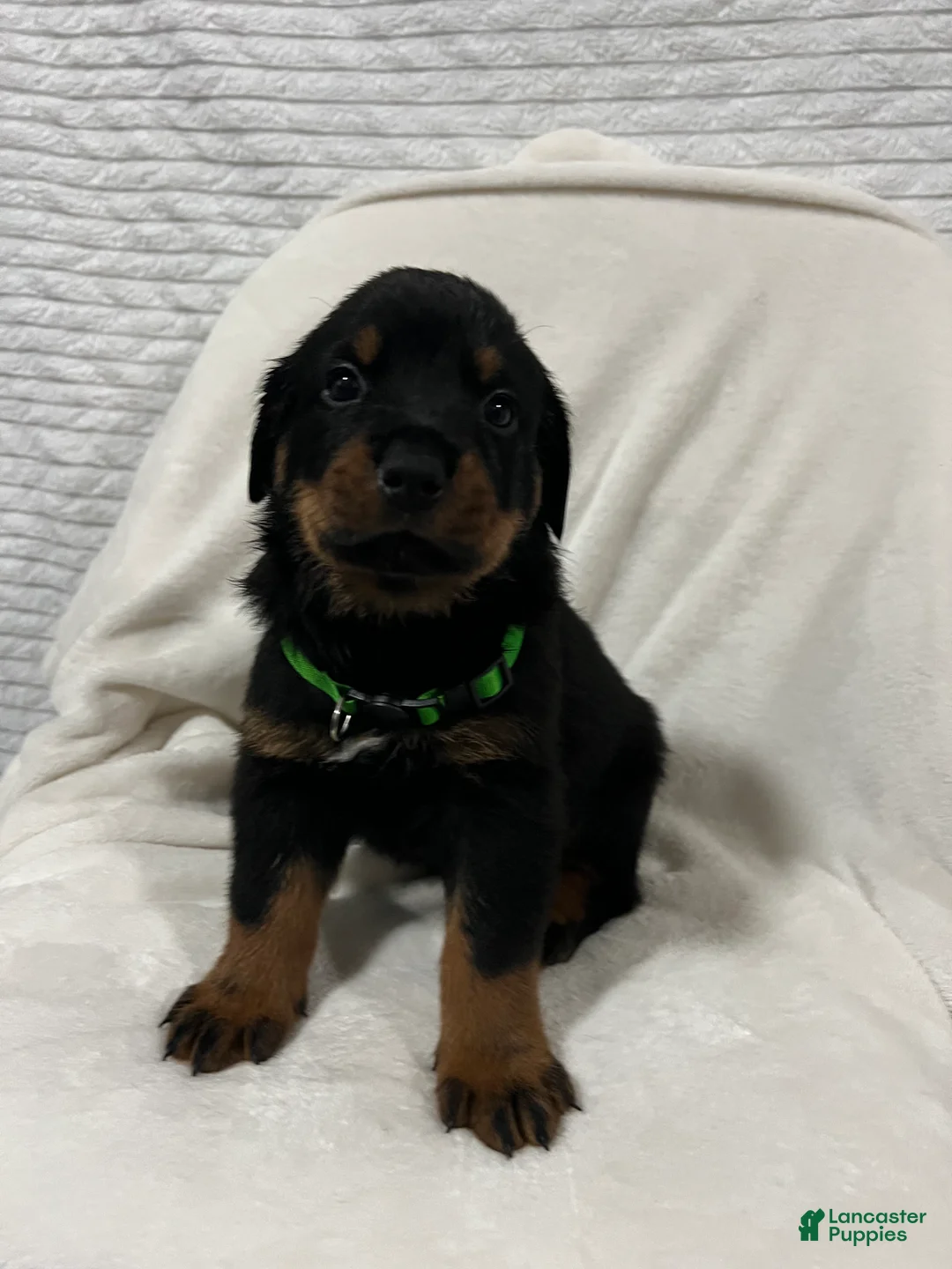 Rottweiler dogs for sale: rocky - Ad 2