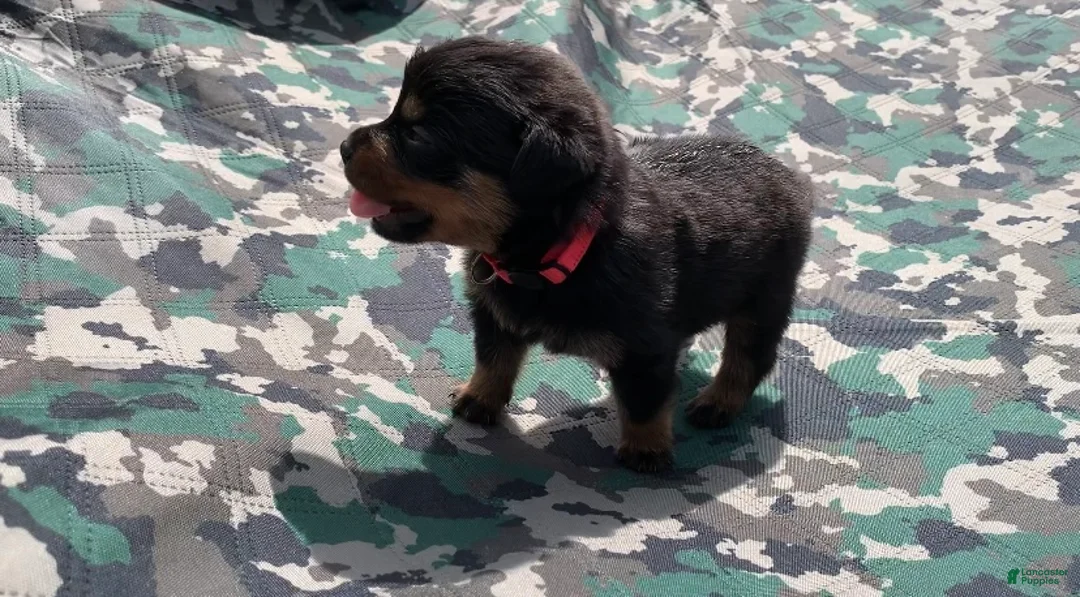 Rottweiler dogs for sale: Hot Pink Female - Ad 2
