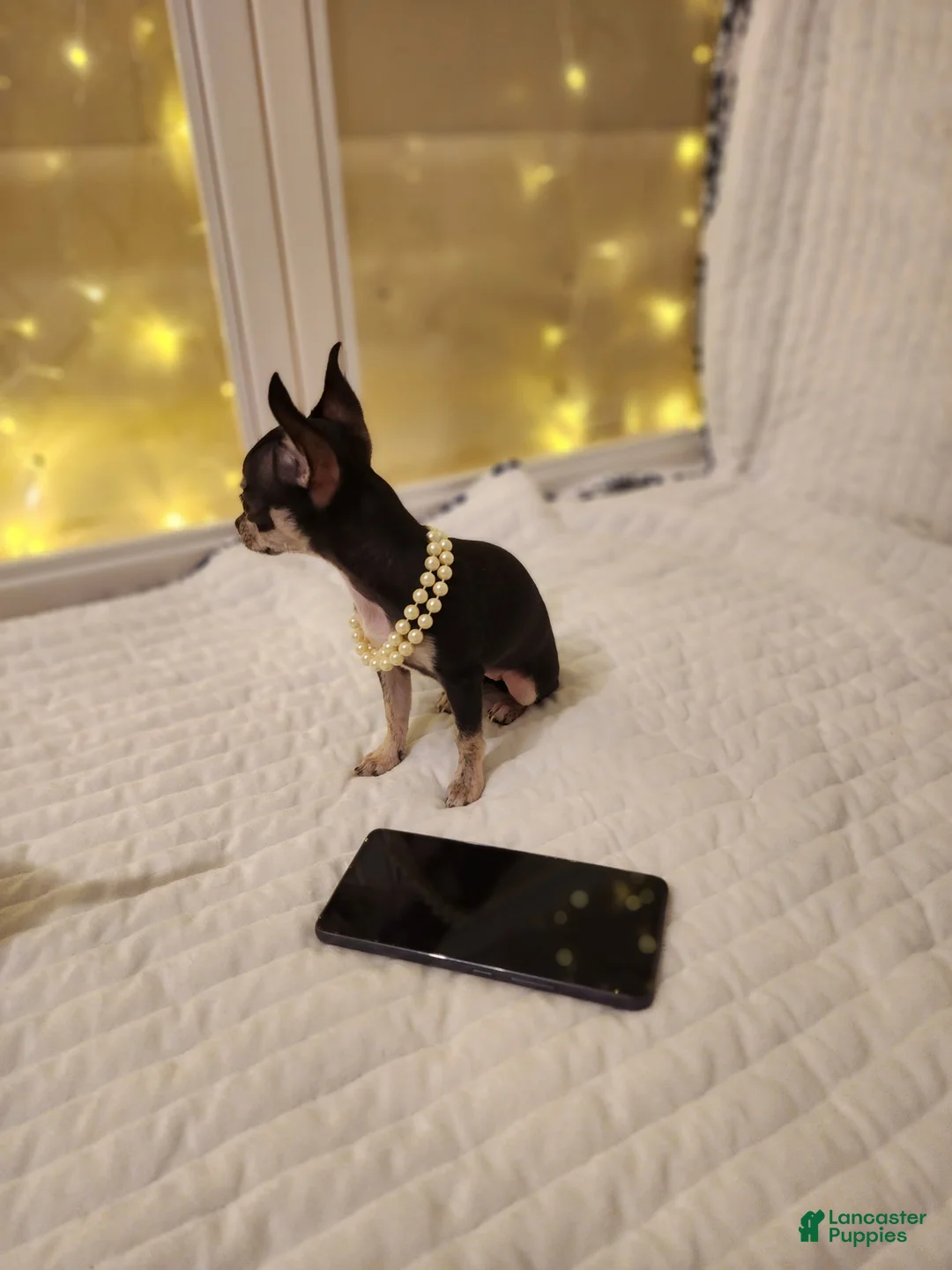 Chihuahua dogs for sale: Toy mini - Ad 4