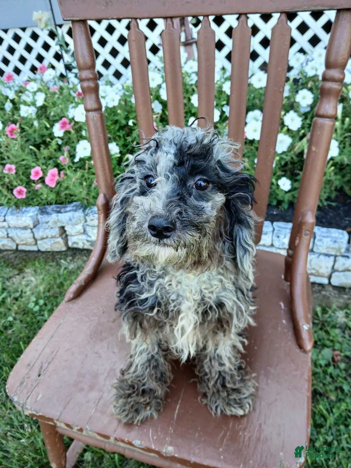 Miniature Poodle dogs Austin - Ad 32