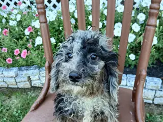 Miniature Poodle dogs Austin - Ad 32