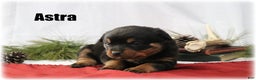 Rottweiler dogs for sale: Astra - Ad 1