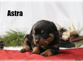 Rottweiler dogs Astra - Ad 19