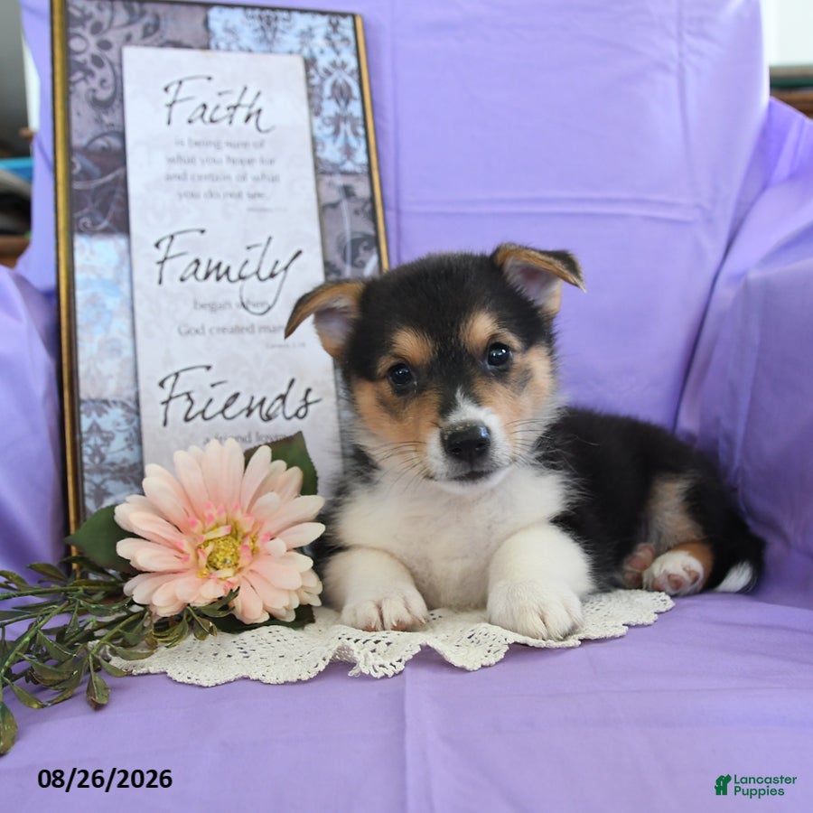 Welsh Corgi Pembroke dogs Champ  - Ad 2