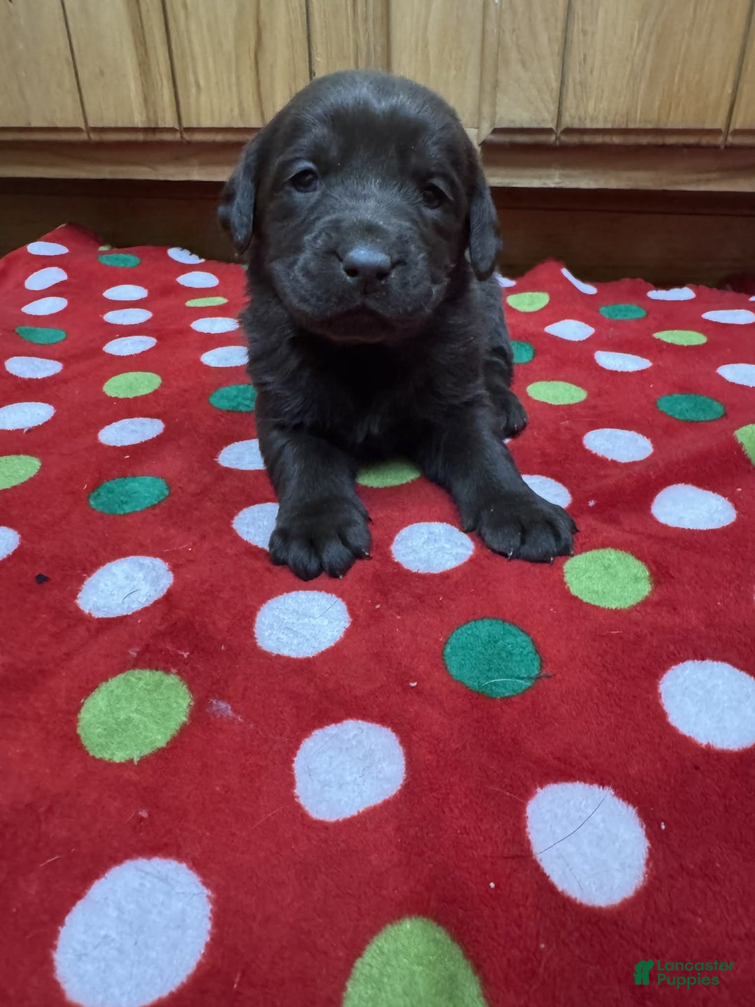 Labrador Retriever dogs for sale: Petal - Ad 3