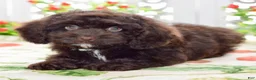 Cockapoo dogs for sale: Claire - Ad 8